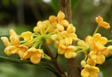 桂花幾月|桂花幾月開